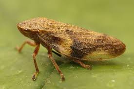 Attēlu rezultāti vaicājumam “Aphrophora alni imago”