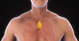 Image result for Thymus