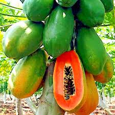 Image result for Carica papaya