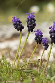Attēlu rezultāti vaicājumam “Muscari neglectum flower”
