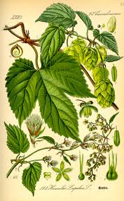 Attēlu rezultāti vaicājumam “Humulus lupulus fruit”