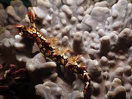 ผลการค้นหารูปภาพสำหรับ Bornella Anguilla