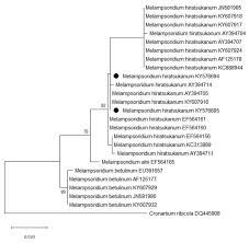 Attēlu rezultāti vaicājumam “Melampsoridium sp.”