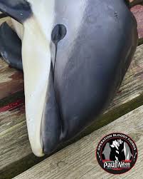 Image result for massacre golfinhos dinamarca