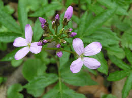 Attēlu rezultāti vaicājumam “Cardamine bulbifera leaf”