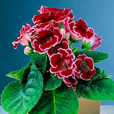 Image result for Sinningia