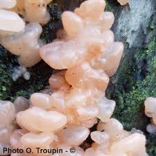 Attēlu rezultāti vaicājumam “Craterocolla cerasi”