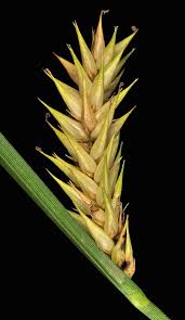 Attēlu rezultāti vaicājumam “Carex vesicaria”