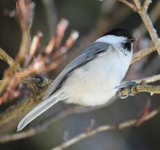 Image result for Poecile montana