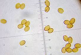 Attēlu rezultāti vaicājumam “Collaria rubens spores”