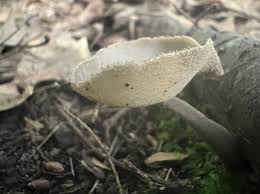 Attēlu rezultāti vaicājumam “Helvella macropus”
