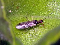 Attēlu rezultāti vaicājumam “Dicyphus nymph”