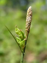 Attēlu rezultāti vaicājumam “Carex panicea fruit”
