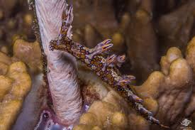 ผลการค้นหารูปภาพสำหรับ Bornella Anguilla