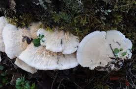 Attēlu rezultāti vaicājumam “Postia floriformis”