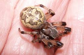 Attēlu rezultāti vaicājumam “Larinioides cornutus”