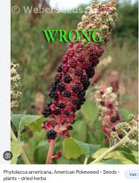 Attēlu rezultāti vaicājumam “Phytolacca acinosa fruit”