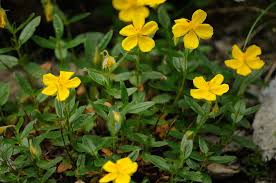 Attēlu rezultāti vaicājumam “Helianthemum nummularium flower”