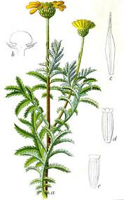 Attēlu rezultāti vaicājumam “Anthemis tinctoria flower”