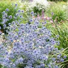 Attēlu rezultāti vaicājumam “Eryngium planum flower”