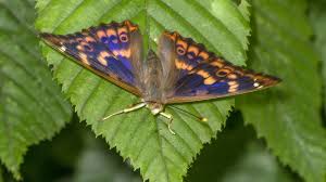 Attēlu rezultāti vaicājumam “Apatura ilia female”