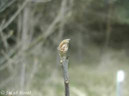 Attēlu rezultāti vaicājumam “Frangula alnus bud”