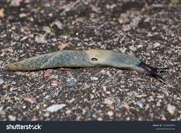 Attēlu rezultāti vaicājumam “Krynickillus melanocephalus”