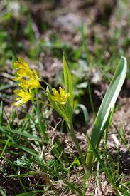 Attēlu rezultāti vaicājumam “Gagea lutea”