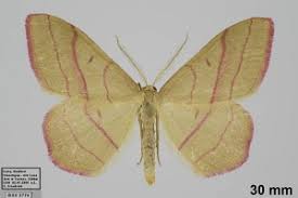 Attēlu rezultāti vaicājumam “Rhodostrophia vibicaria”