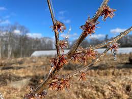 Attēlu rezultāti vaicājumam “Hamamelis vernalis bud”