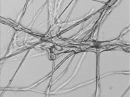 Attēlu rezultāti vaicājumam “Coniophora puteana”