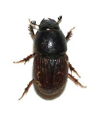 Attēlu rezultāti vaicājumam “Aphodius sp.”