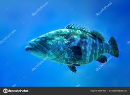 Image result for Epinephelus itajara