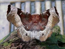 Attēlu rezultāti vaicājumam “Selenia tetralunaria”