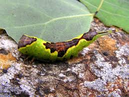 Attēlu rezultāti vaicājumam “Furcula bifida”