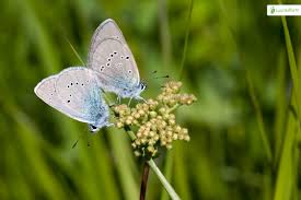 Attēlu rezultāti vaicājumam “Cyaniris semiargus underside”