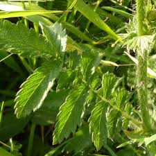 Attēlu rezultāti vaicājumam “Agrimonia eupatoria leaf”