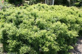 Attēlu rezultāti vaicājumam “Forsythia viridissima”