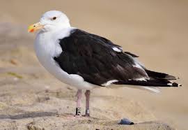 Attēlu rezultāti vaicājumam “Larus marinus adult”