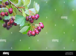 Attēlu rezultāti vaicājumam “Crataegus douglasii”