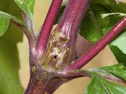 Attēlu rezultāti vaicājumam “Adaina microdactyla”