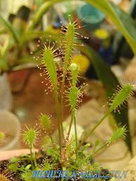 Attēlu rezultāti vaicājumam “Drosera anglica fruit”