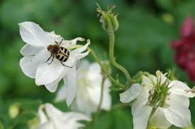 Attēlu rezultāti vaicājumam “Trichius fasciatus imago”