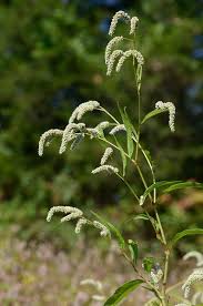 Attēlu rezultāti vaicājumam “Persicaria lapathifolia fruit”