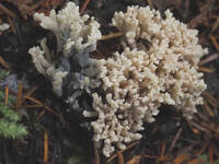 Attēlu rezultāti vaicājumam “Clavulina cinerea”