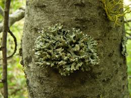 Attēlu rezultāti vaicājumam “Hypogymnia tubulosa”