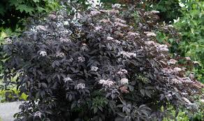 Attēlu rezultāti vaicājumam “Sambucus”