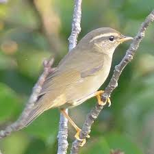 Image result for Phylloscopus schwarzi