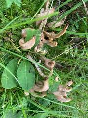 Attēlu rezultāti vaicājumam “Clavaria fumosa”