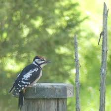 Attēlu rezultāti vaicājumam “Dendrocopos leucotos male”